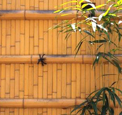 Bambusna lamperija kao ograda